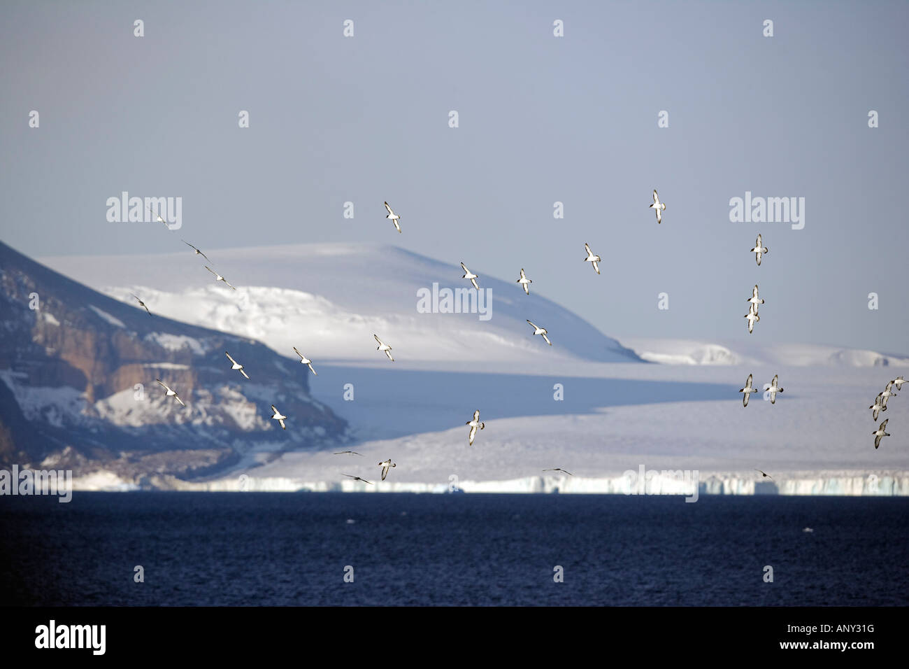 Antarktis, antarktische Halbinsel. Eine Herde von der gemeinsamen Ort Cape Petrel im Flug über eines der Halbinsel Embayments. Stockfoto