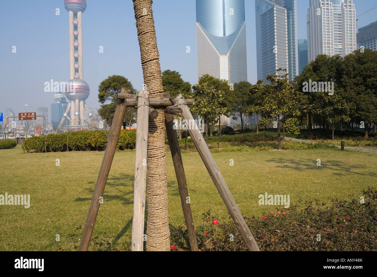 Eine bandagierte Baum im neuen Geschäft Bezirk von Pudong, Shanghai, Volksrepublik China Stockfoto