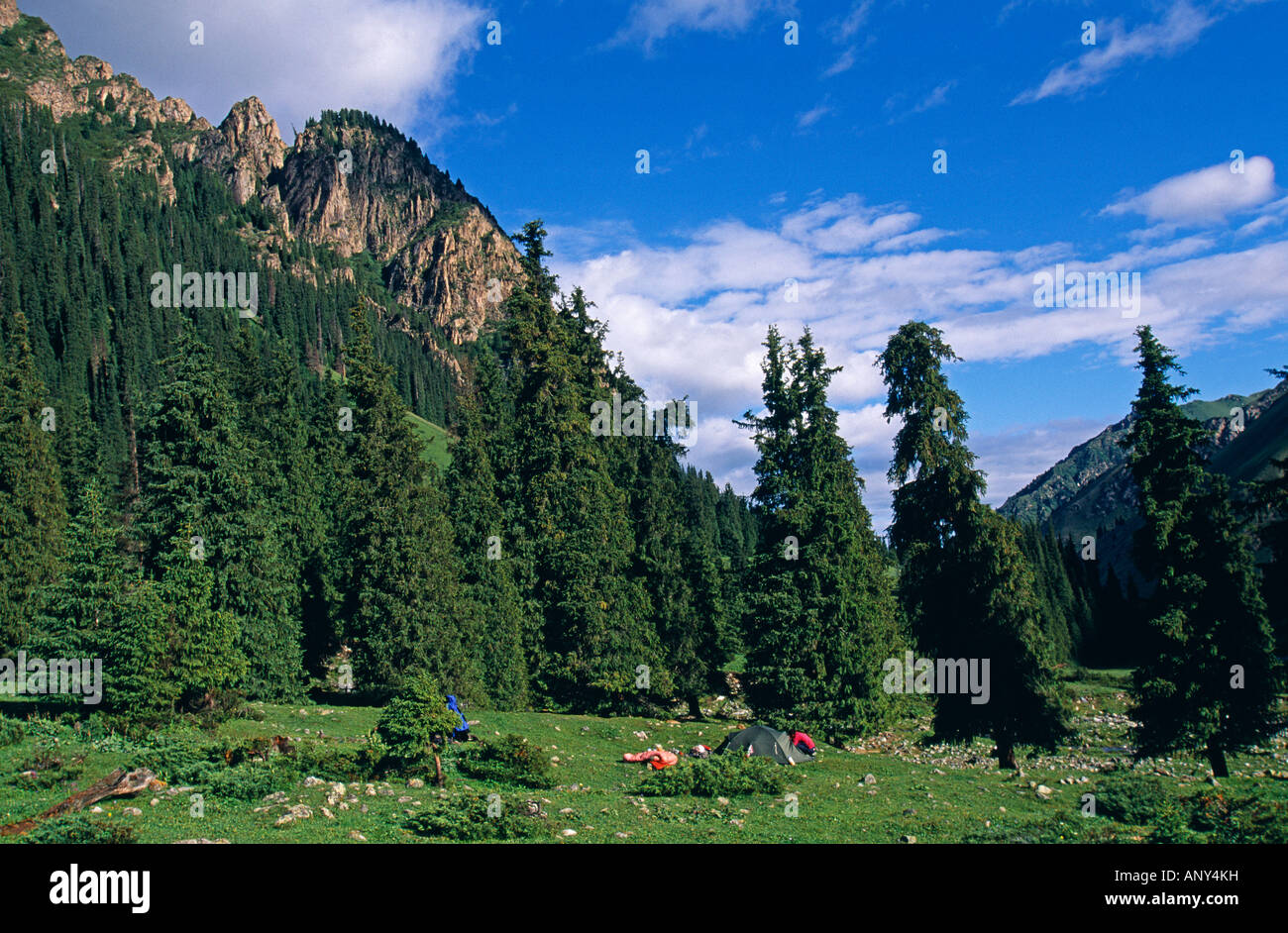 Kirgisistan, Karakol. Immergrüne Wälder im Tal Araschan. Dieser Ort ist traditionell das Ende der Ala Kul-Wanderung. Stockfoto