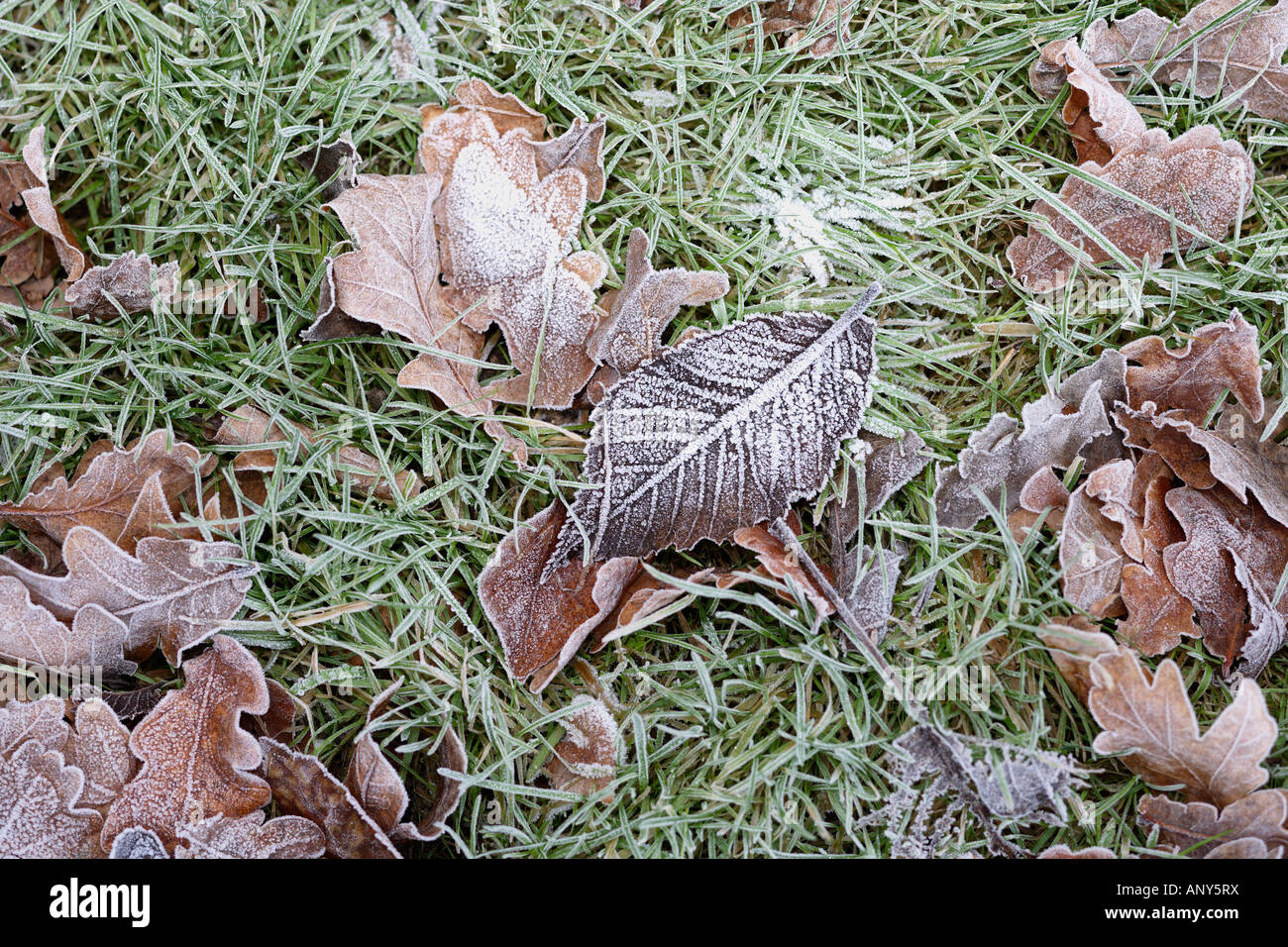 Mattierte Laub und Rasen Stockfoto