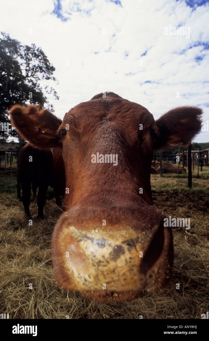 Neugierige Kuh nosing bis die Kamera bei Bathurst Landwirtschaftsausstellung in der Eastern Cape, Südafrika Stockfoto