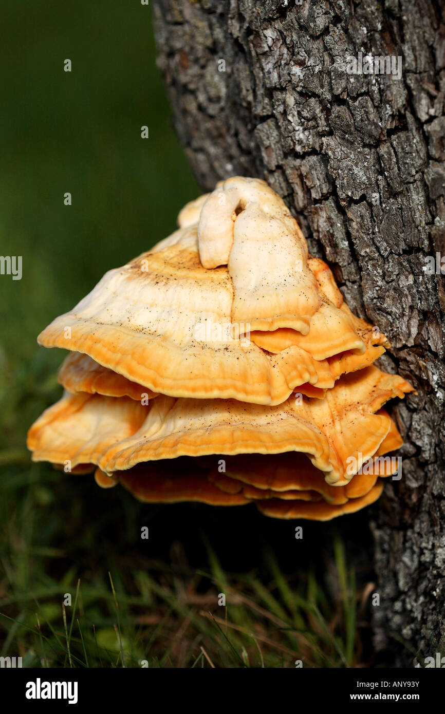 Schwefel-Regal / Laetiporus Sulphureus Stockfoto