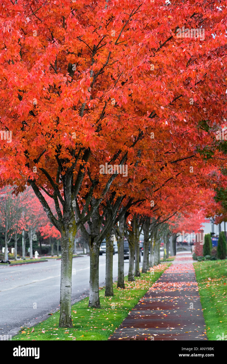 Straße, gesäumt mit Herbst farbige Bäume Issaquah Washington Stockfoto