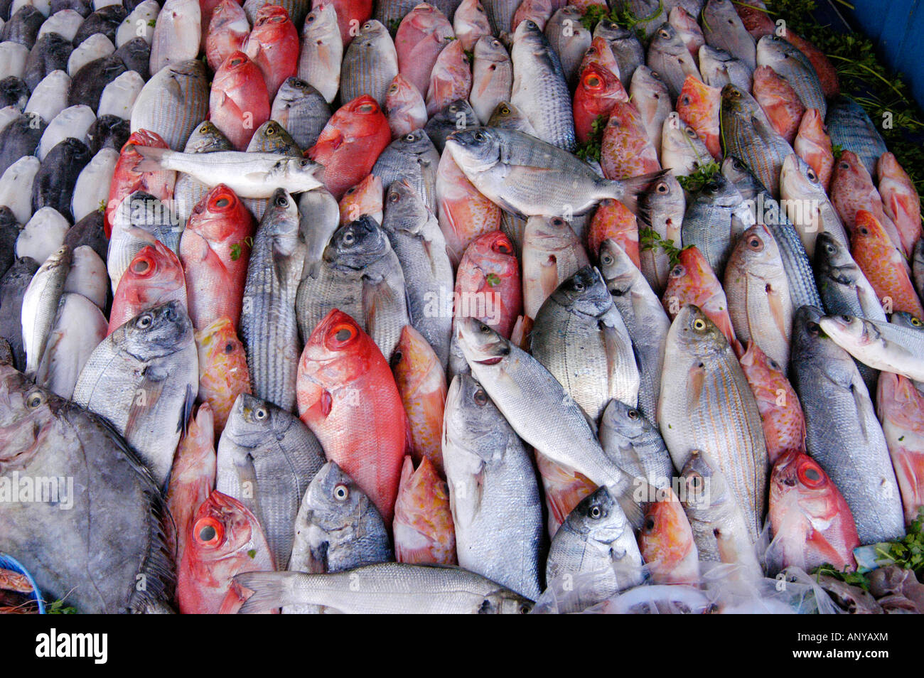 AUSWAHL AN FRISCHEM FISCH Stockfoto