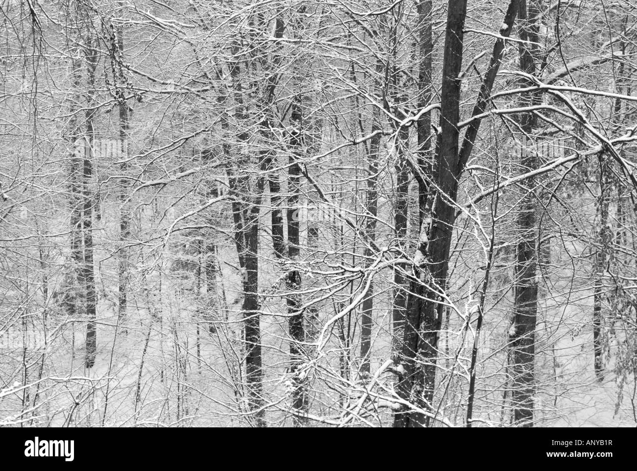 Winterwald Stockfoto