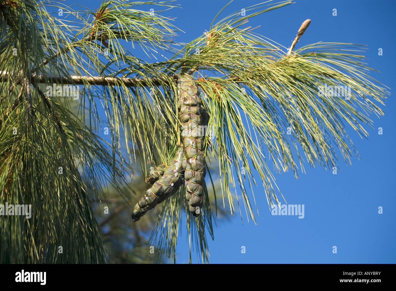 Tannenbäumen Kieferngewaechs Pinus Wallichiana A-B-Buchsen Traenen Kiefer Heimat Himalaya Stockfoto