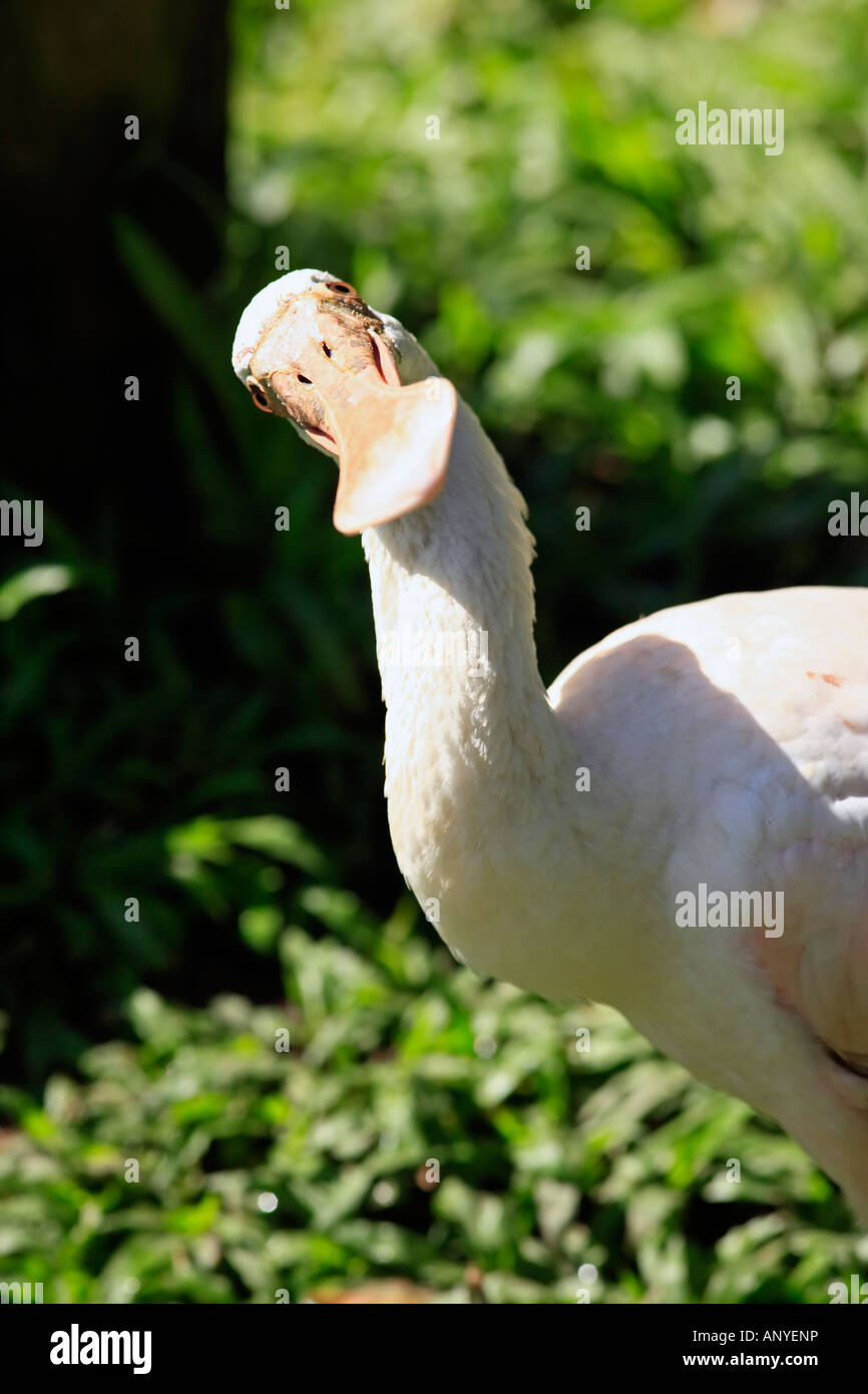 Rosige Löffler Amazonas Vögel aus Brasilien Stockfoto