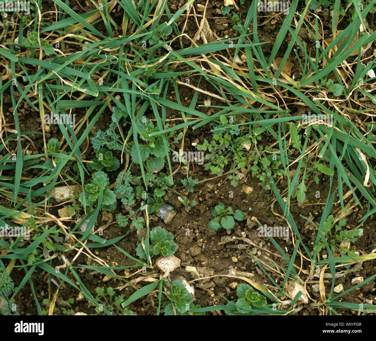 Gemischte Ackerland jährliche breite Grünblättrige Unkraut in einer jungen Weizenernte Stockfoto