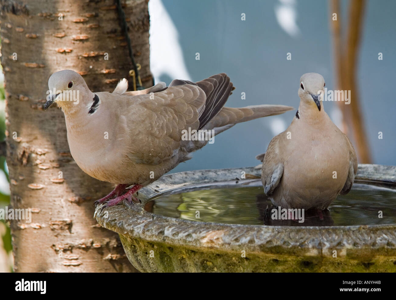 Collared Doves Streptopelia Desaocto in eine Vogeltränke Stockfoto