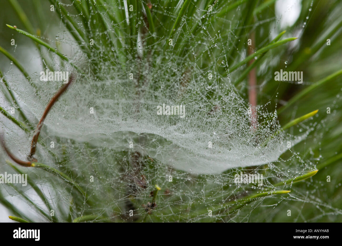 Blatt-Orb-Web von einer Linyphidae Spinne, Doñana NP, Spanien Stockfoto