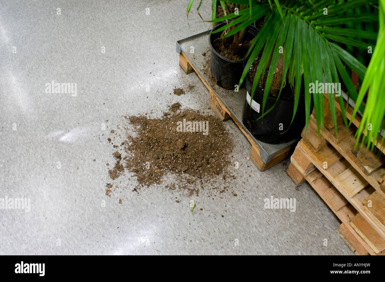 Verschüttete Blumenerde auf dem Boden in einer Gärtnerei Stockfoto