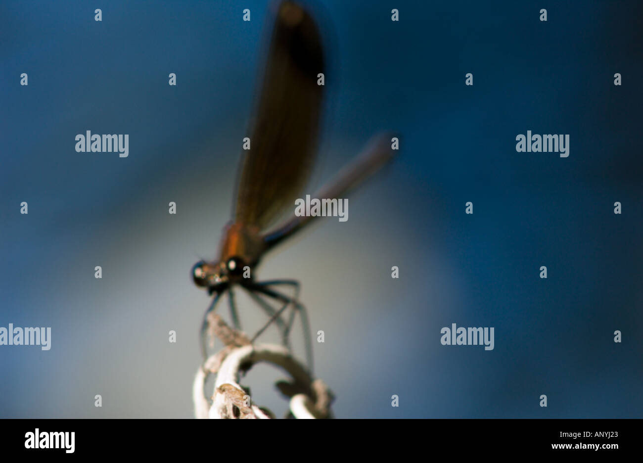Damselfly (Agrion Spp) thront, Frontansicht Stockfoto