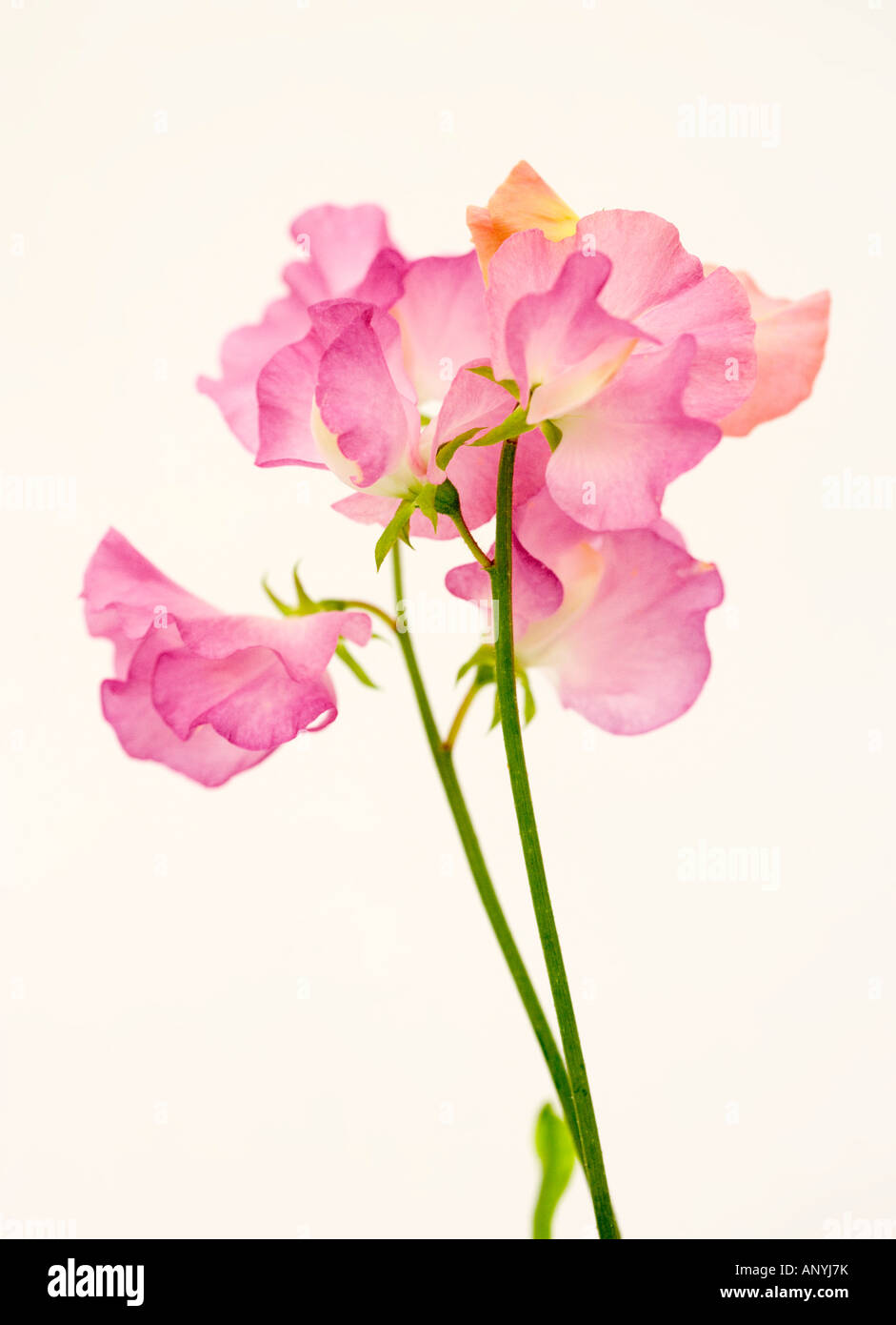 Duftende Platterbse / Lathyrus Odoratus Stockfoto