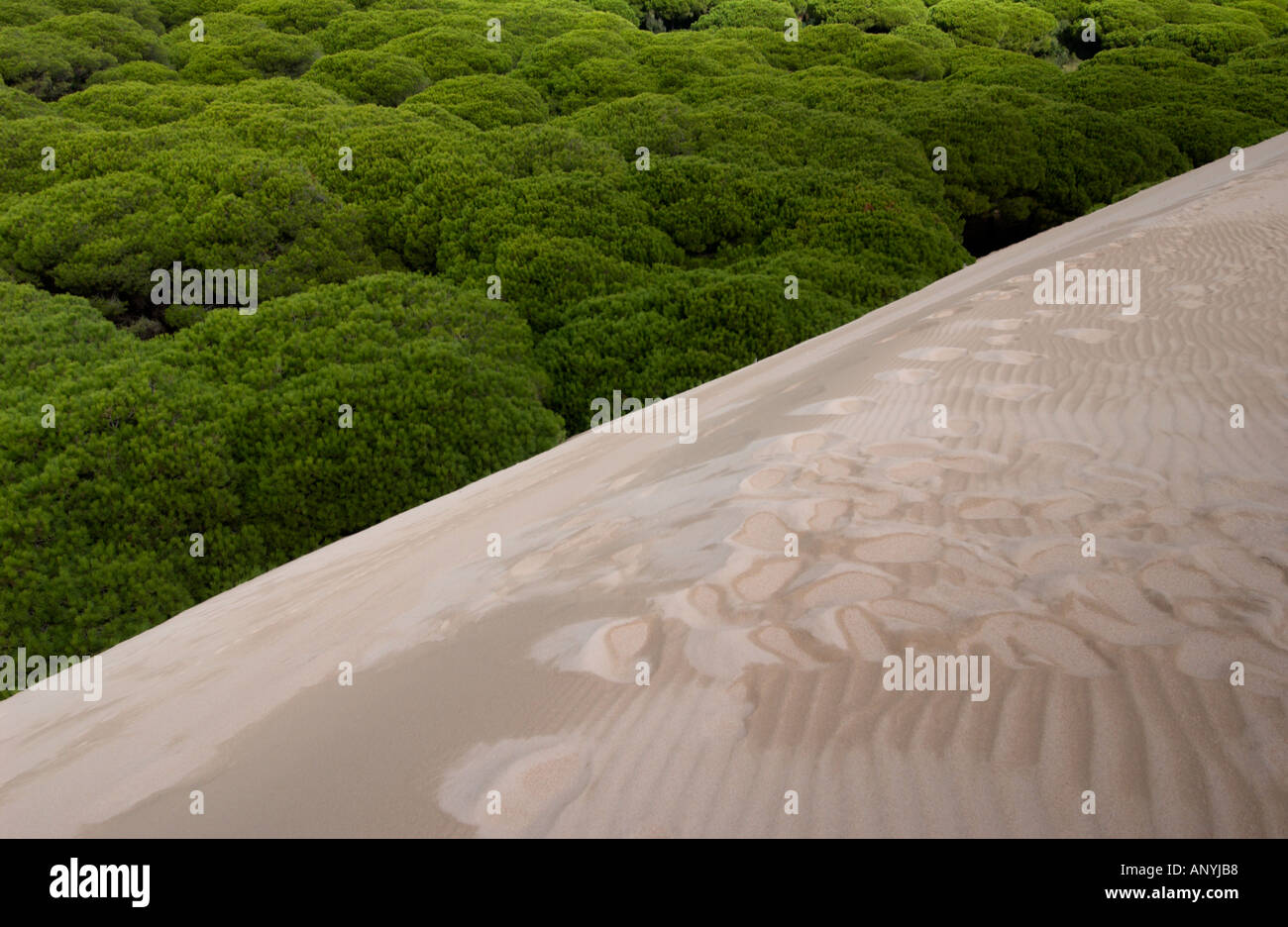 Düne reichende Pinien im Hintergrund des Strandes bewegt und ab begraben, der Strand von Maspalomas, Spanien Stockfoto