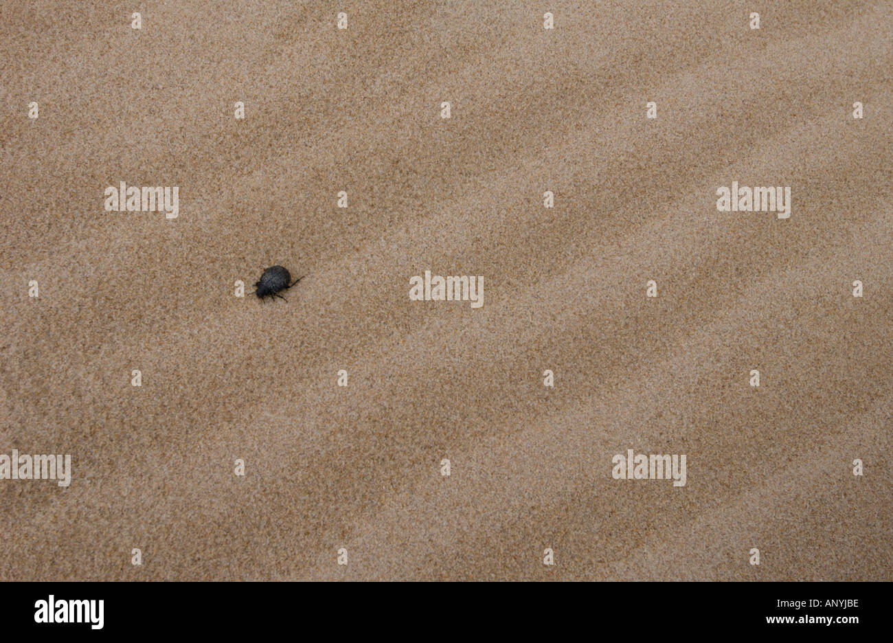 Großen gemahlener schwarzer Käfer Käfer gehen auf Dünen, der Strand von Maspalomas, Spanien Stockfoto