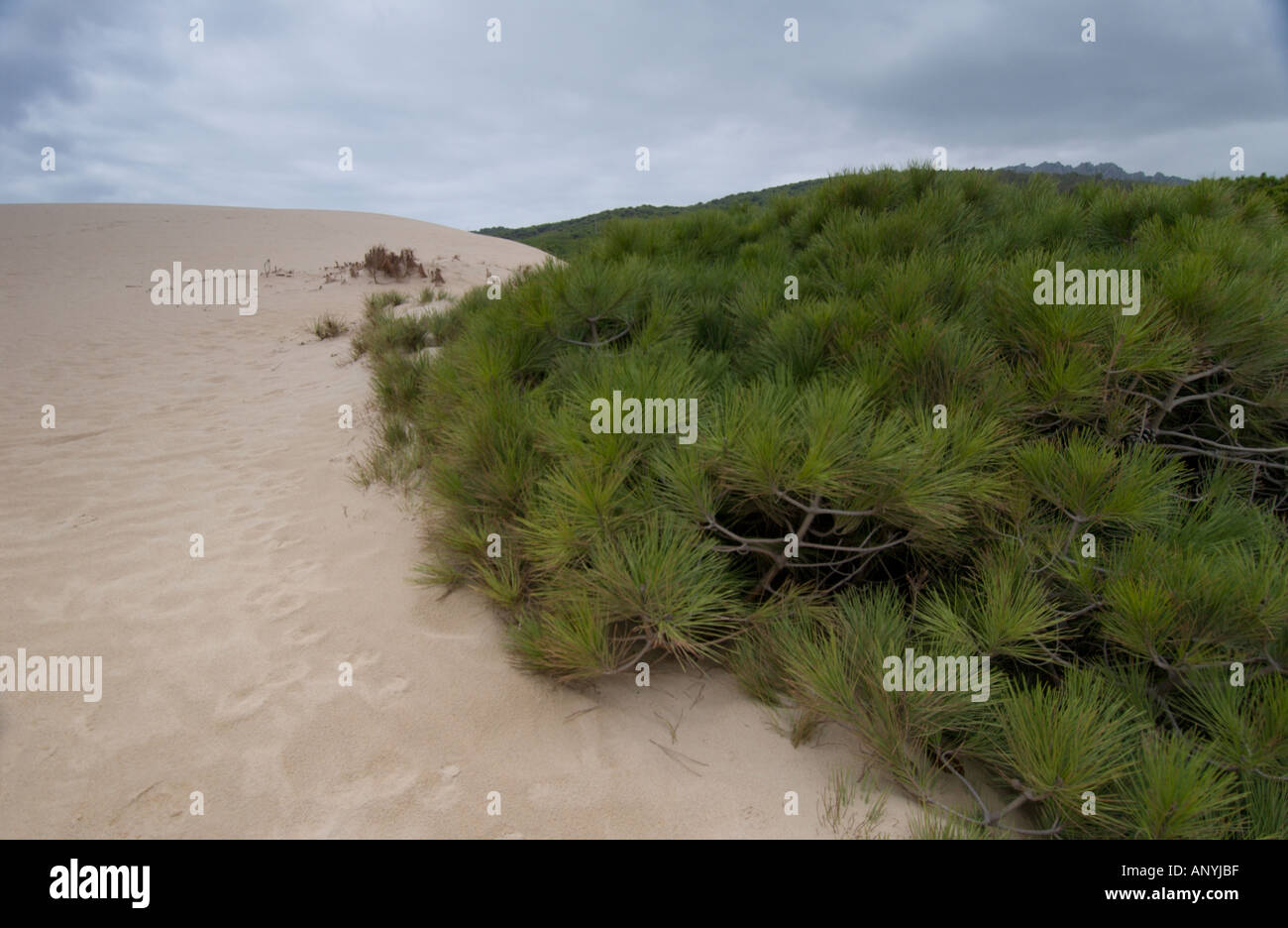 Düne reichende Pinien im Hintergrund des Strandes bewegt und ab begraben, der Strand von Maspalomas, Spanien Stockfoto