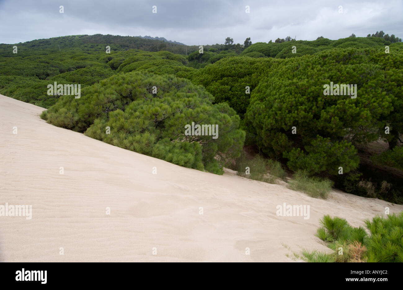 Düne reichende Pinien im Hintergrund des Strandes bewegt und ab begraben, der Strand von Maspalomas, Spanien Stockfoto