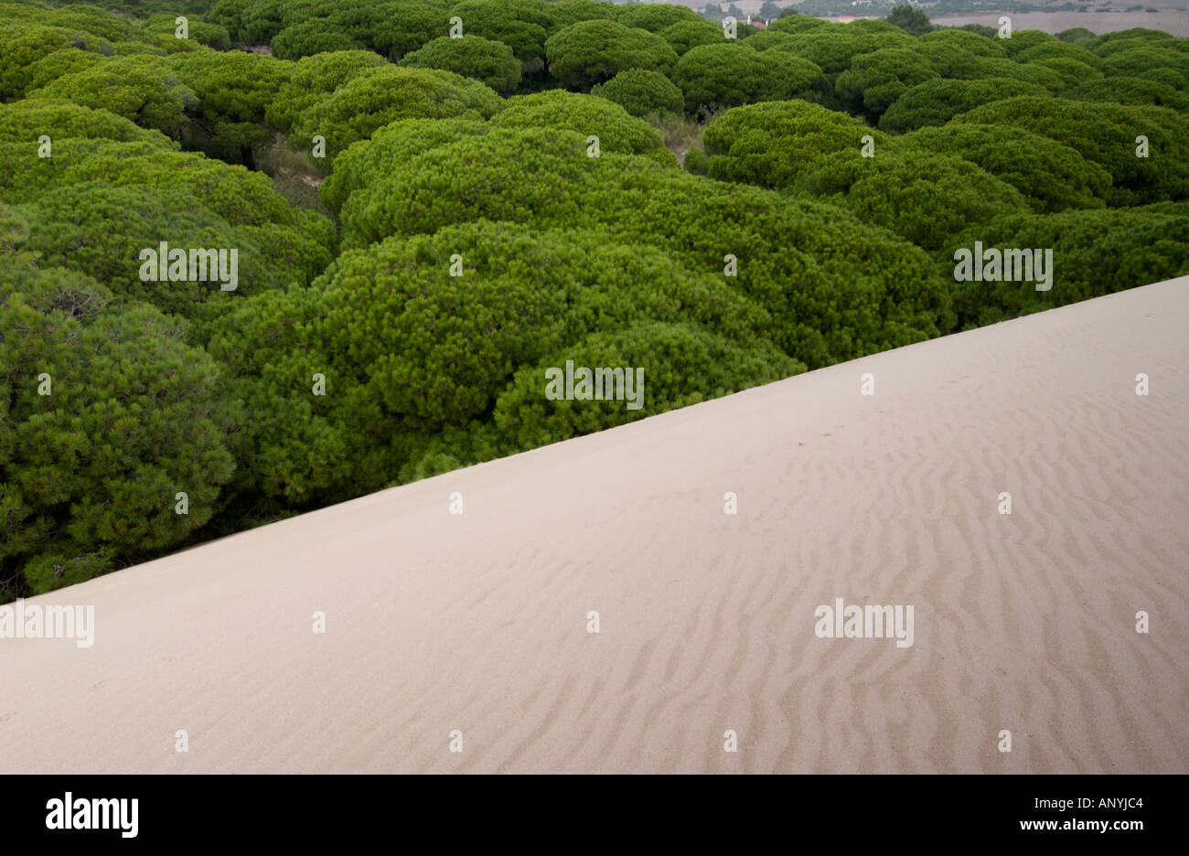 Düne reichende Pinien im Hintergrund des Strandes bewegt und ab begraben, der Strand von Maspalomas, Spanien Stockfoto