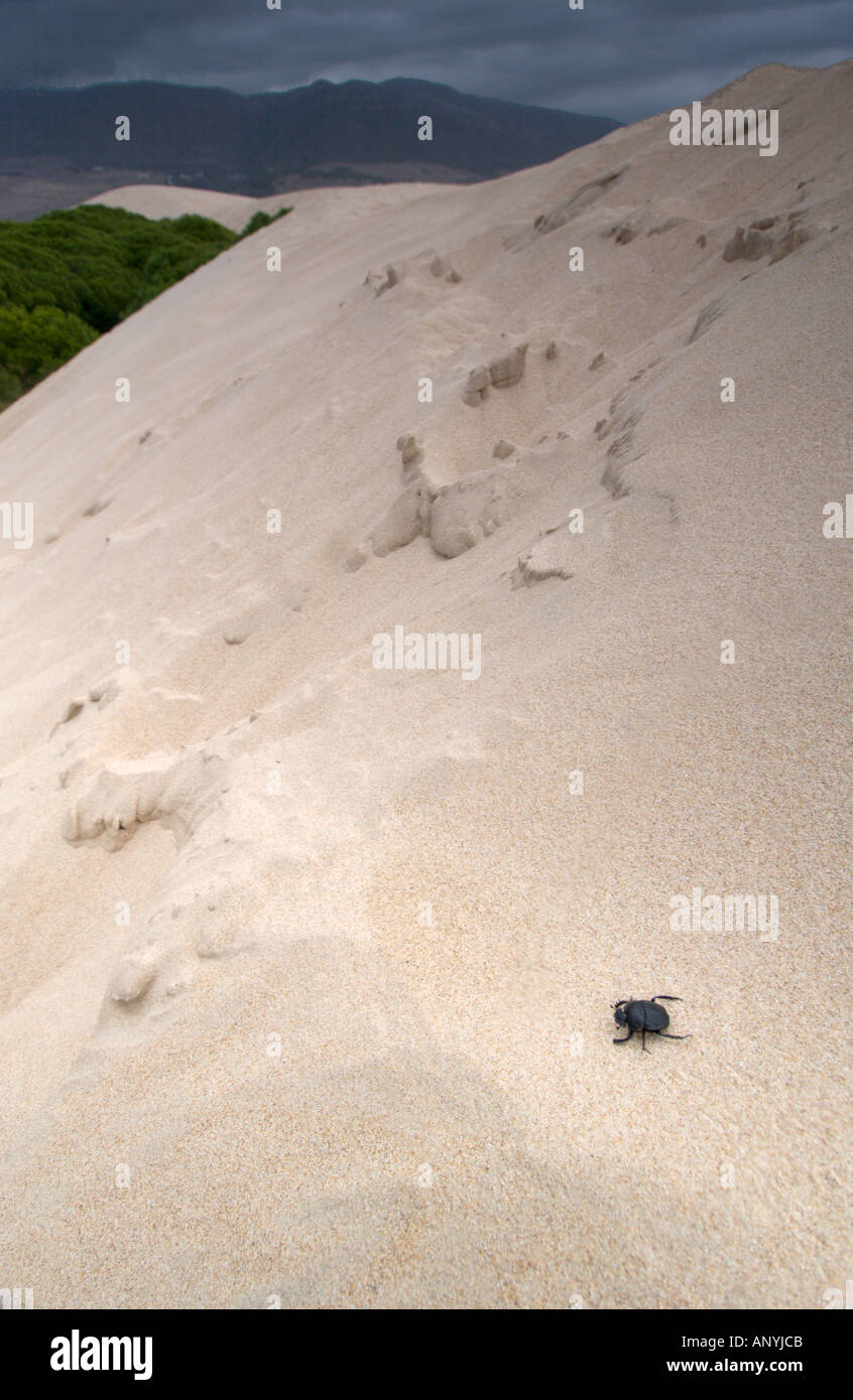 Großen gemahlener schwarzer Käfer Käfer gehen auf Dünen, der Strand von Maspalomas, Spanien Stockfoto