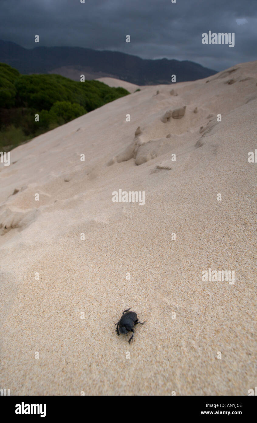 Großen gemahlener schwarzer Käfer Käfer gehen auf Dünen, der Strand von Maspalomas, Spanien Stockfoto