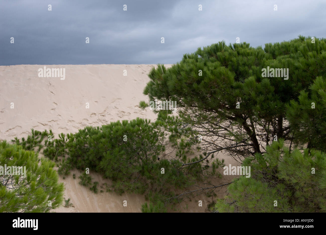 Düne reichende Pinien im Hintergrund des Strandes bewegt und ab begraben, der Strand von Maspalomas, Spanien Stockfoto
