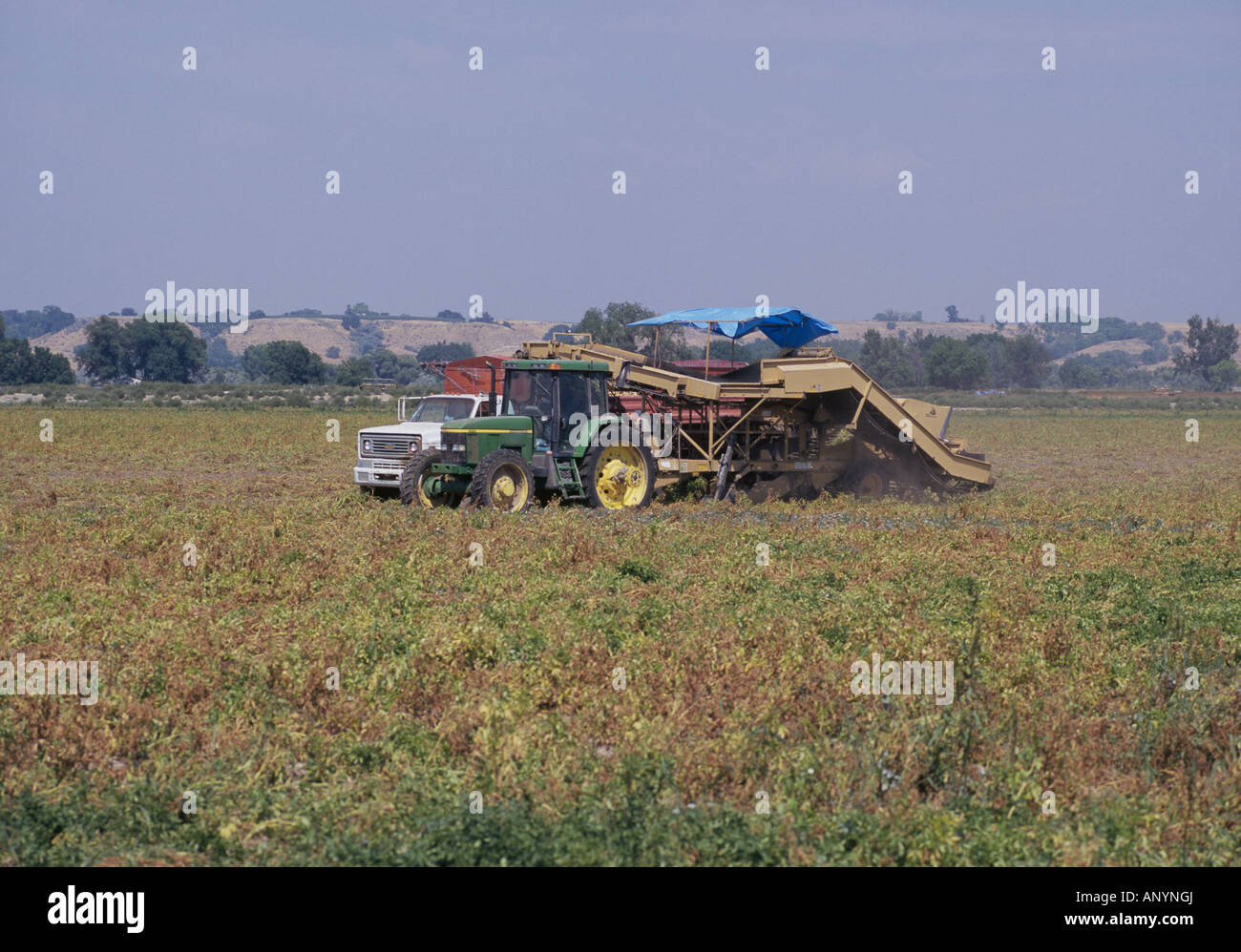 Mexikanische Landarbeiter fahren eines LKW und Mähdrescher, wie sie Kartoffeln in einem großen Feld in Vail im östlichen Oregon ernten Stockfoto
