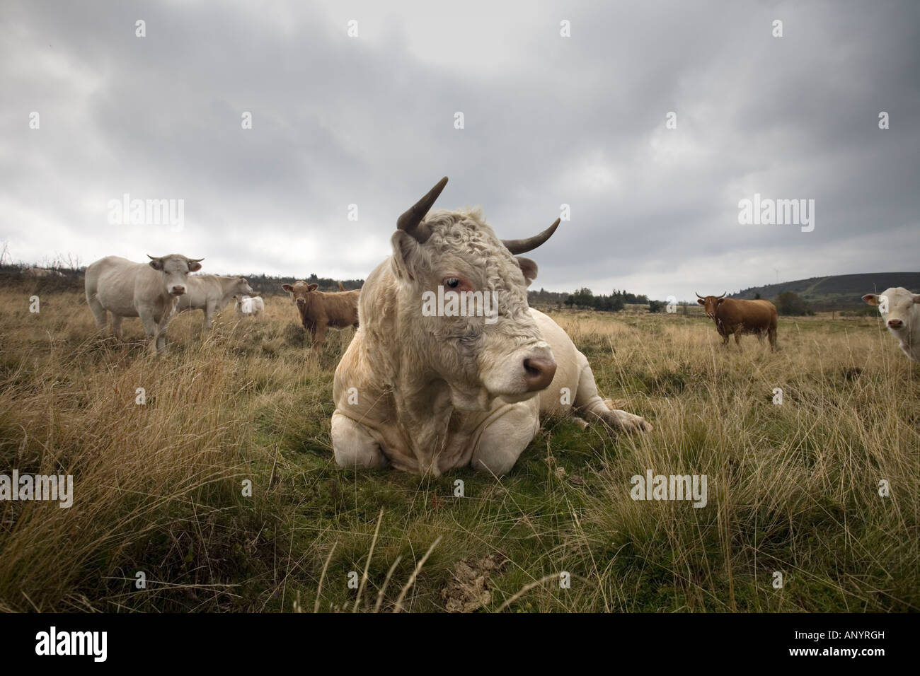 Ein Charolais Stier (Bos Taurus Domesticus), in der Auvergne (Frankreich). Taureau (Bos Taurus Domesticus) de Race Charolaise, En Auvergne. Stockfoto