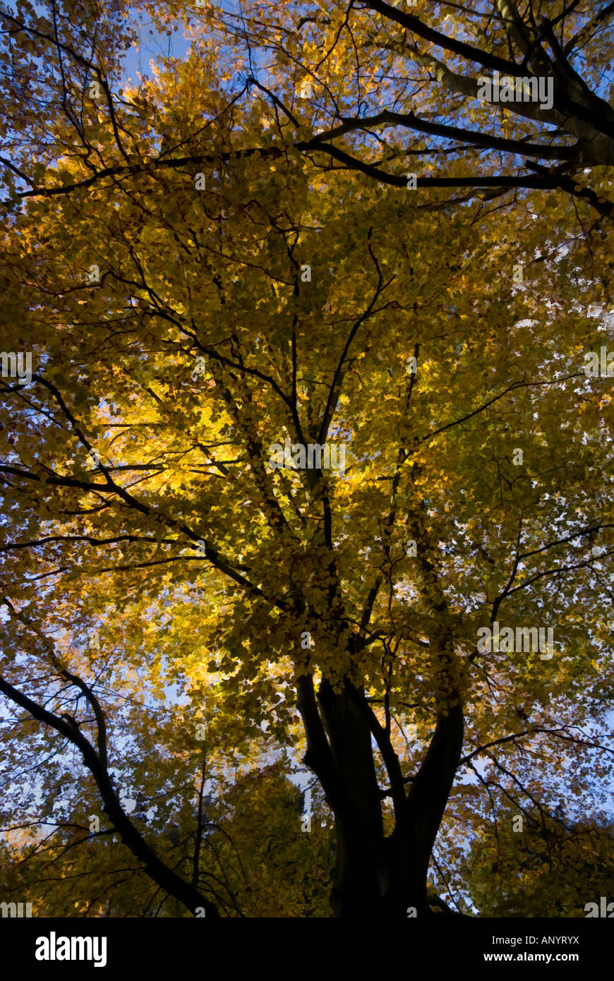 Eindruck von Herbstlaub in einem Waldgebiet cheshire Stockfoto