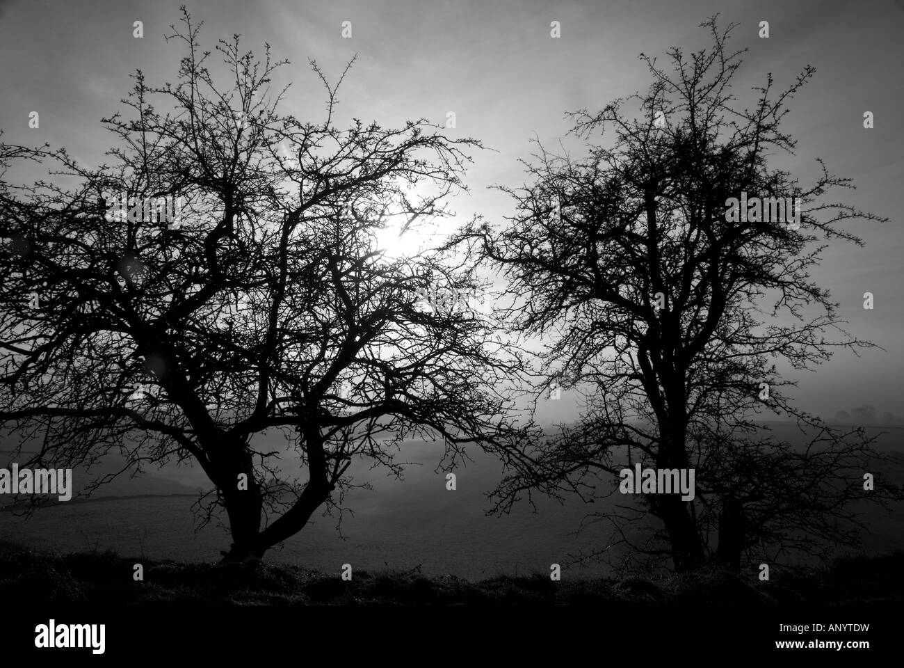 Baum-Silhouetten von Winter Dämmerung Beleuchtung in schwarz und weiß mit Nebel und Rezession im englischen Peak District National park Stockfoto