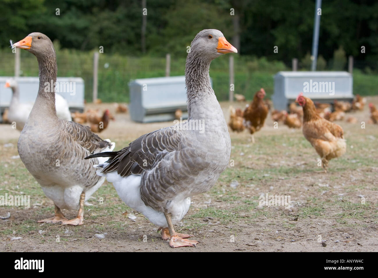 Gemästete Toulouse Gänse mit Hennen Frankreich freie Auswahl Vögel können gefährdet sein, wenn Avian Flu Vogelgrippe-Virus breitet sich Stockfoto