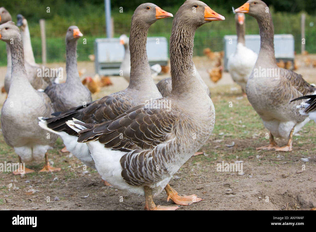 Gemästete Toulouse Gänse Frankreich freie Auswahl Vögel können gefährdet sein, wenn Avian Flu Vogelgrippe-Virus breitet sich Stockfoto
