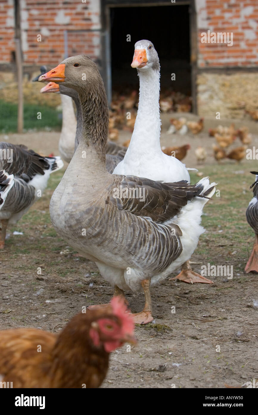 Gemästete Toulouse Gänse Gascogne Frankreich freie Auswahl Vögel können gefährdet sein, wenn Avian Flu Vogelgrippe-Virus breitet sich Stockfoto