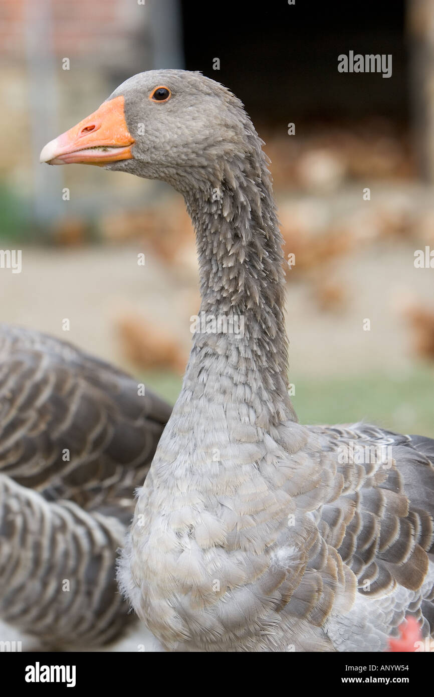 Toulouse Gans Gascogne Frankreich freie Auswahl Vögel können gefährdet sein, wenn Avian Flu Vogelgrippe-Virus breitet sich Stockfoto