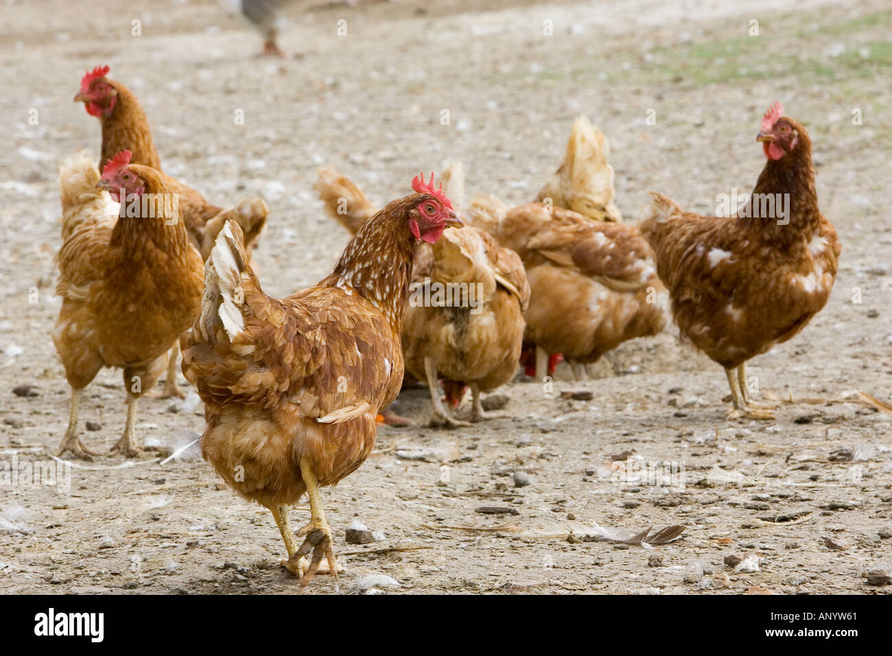 Hühner Gascogne Frankreich freie Auswahl Vögel können gefährdet sein, wenn Avian Flu Vogelgrippe-Virus breitet sich Stockfoto