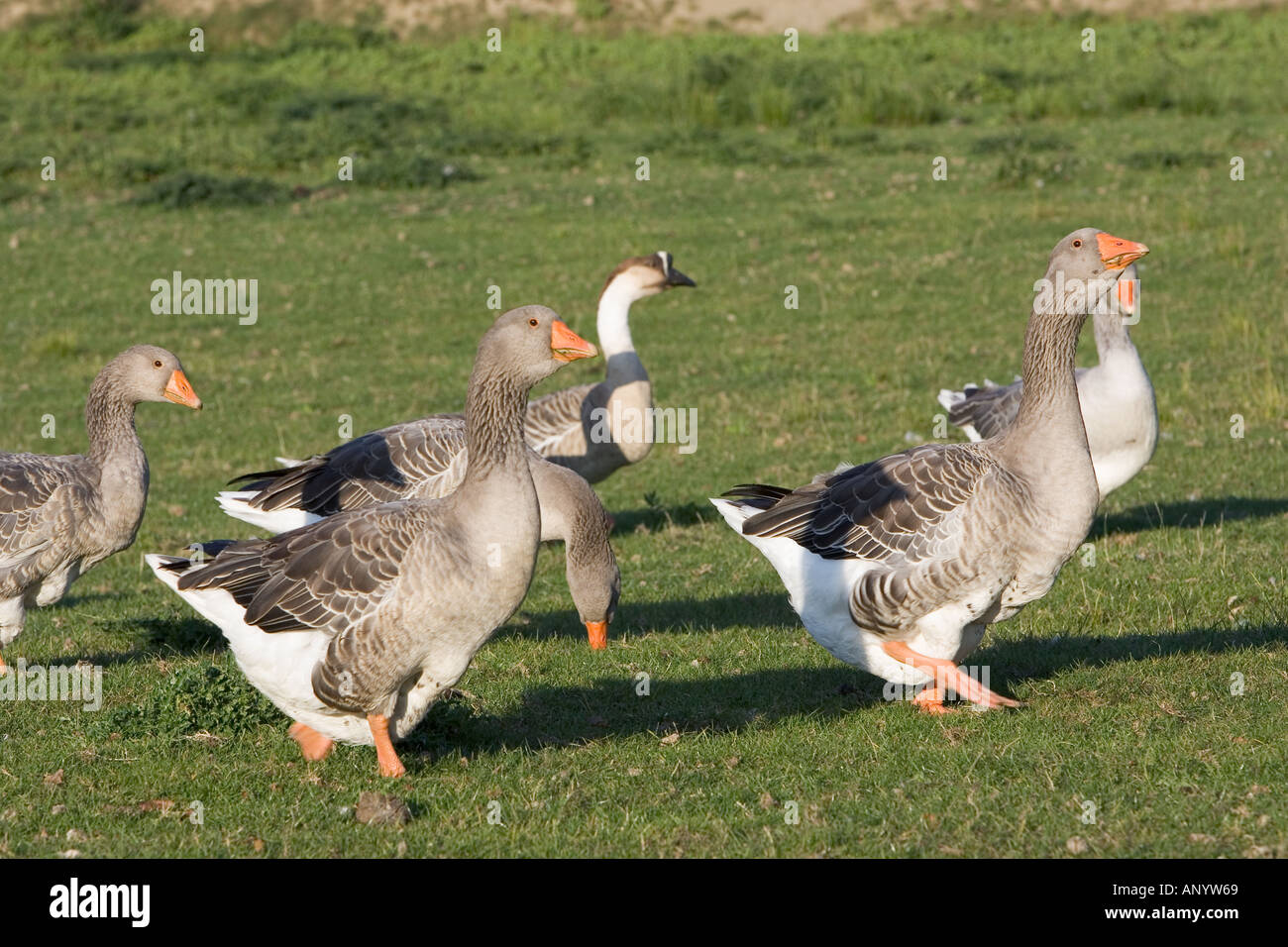 Toulouse Gänse Frankreich freie Auswahl Vögel können gefährdet sein, wenn Avian Flu Vogelgrippe-Virus breitet sich Stockfoto