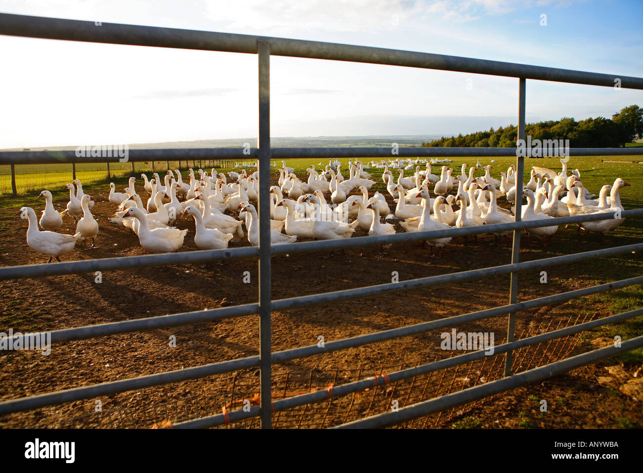 Gänse auf dem Bauernhof Oxfordshire Großbritannien freie Auswahl Vögel gefährdet sein könnte, wenn die Vogelgrippe Vogelgrippe-Virus-Grippe breitet sich Stockfoto