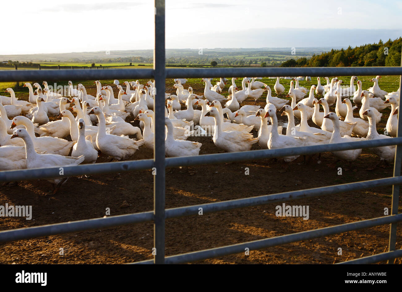 Gänse auf dem Bauernhof Oxfordshire Großbritannien freie Auswahl Vögel gefährdet sein könnte, wenn die Vogelgrippe Vogelgrippe-Virus-Grippe breitet sich Stockfoto