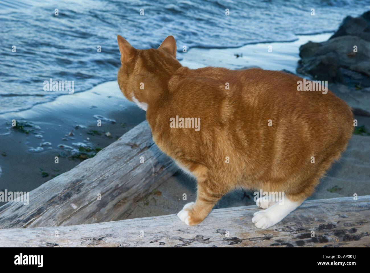 orange Katze am Strand auf Treibholz in der Dämmerung beobachten die Wellen am Ufer Stockfoto