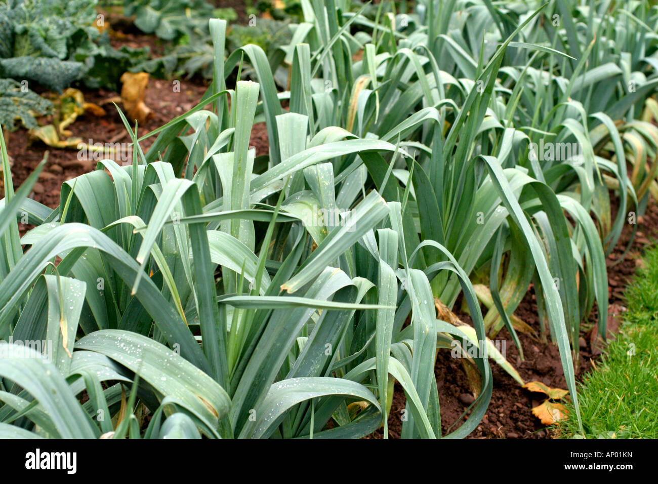 LAUCH MUSSELBOROUGH ALLIUM PORRUM Stockfoto