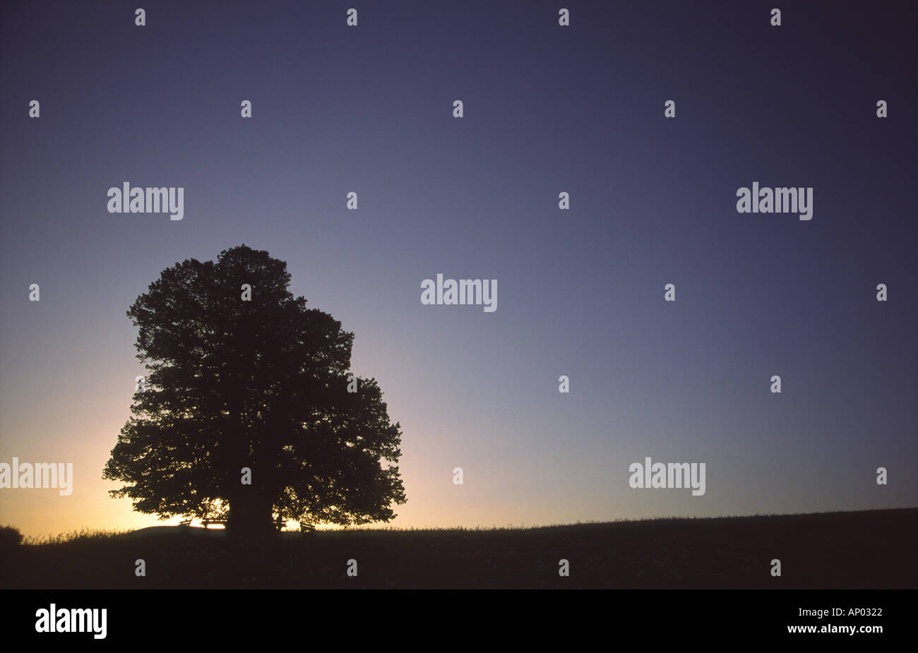 Mehrere hundert Jahre alte Lime Tree Silhouette gegen den Himmel Sonnenuntergang Stockfoto