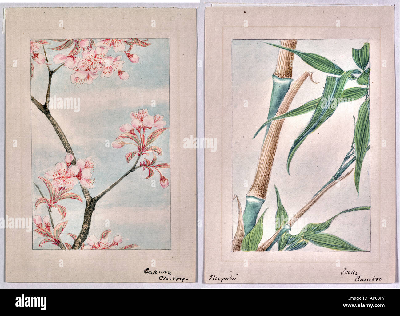 Kunst zeigt auf der linken Kirschblüten Sakura Kyoto Japan und auf der rechten Seite eine japanische Bambus Stockfoto