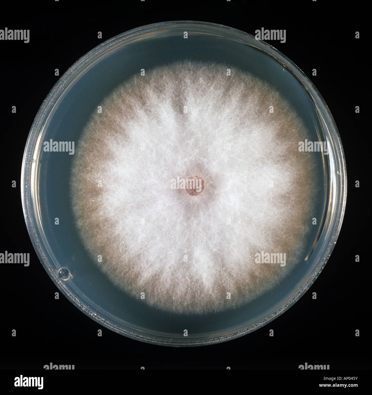 Eine Kultur der phytopathogene Pilz Fusarium oxysporum auf PDA-Platte Stockfoto