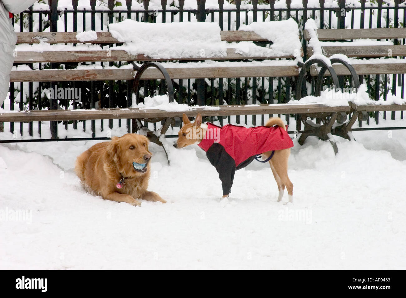 Hunde warme Weste tragen und spielen im frisch gefallenen Schnee in einem MANHATTAN PARK NEW YORK NEW YORK USA Stockfoto