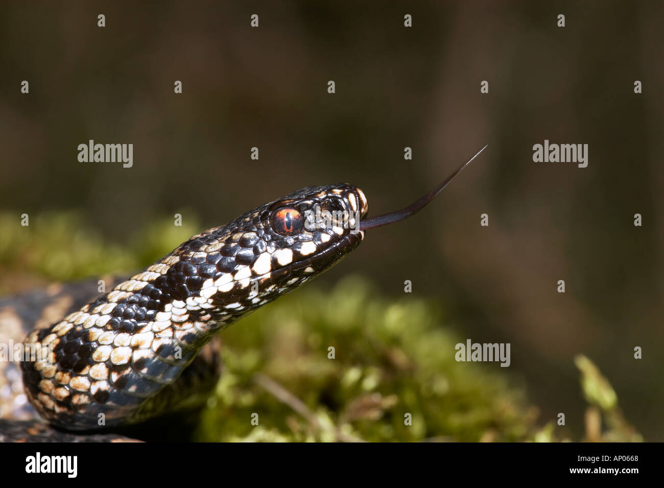 Kreuzotter Vipera Berus Kopf geschossen mit Zunge streichen Stockfoto