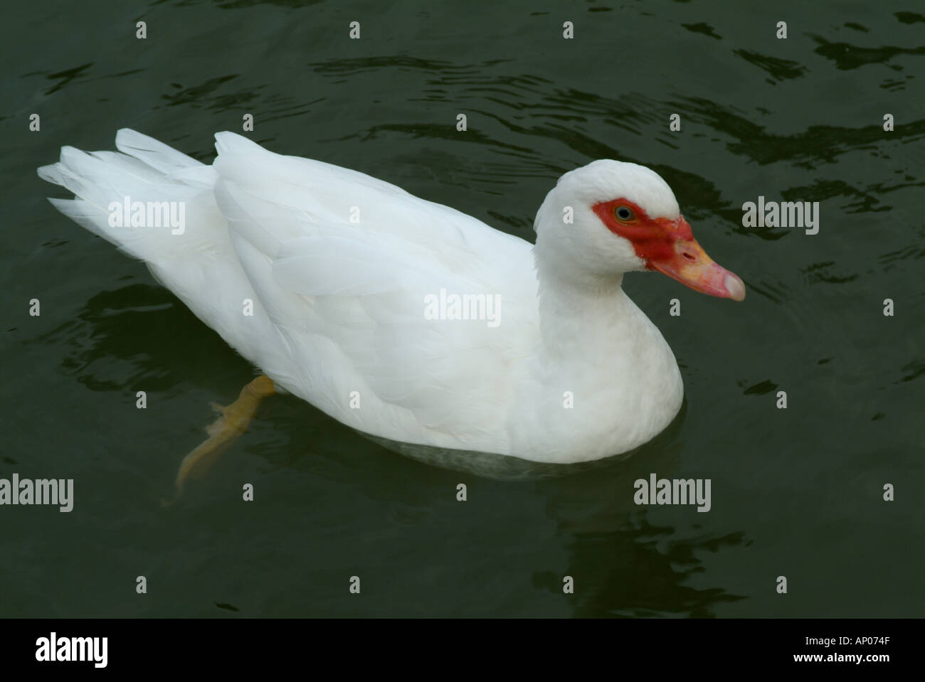 Frankreich-Provence eine weiße Ente auf dem Wasser Stockfoto