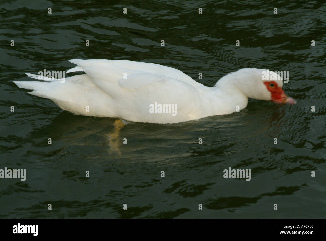 Frankreich-Provence eine weiße Ente auf dem Wasser Stockfoto