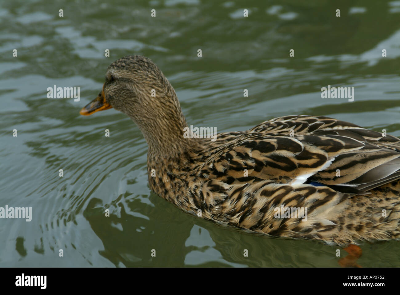 Frankreich Provence weibliche Ente auf dem Wasser Stockfoto