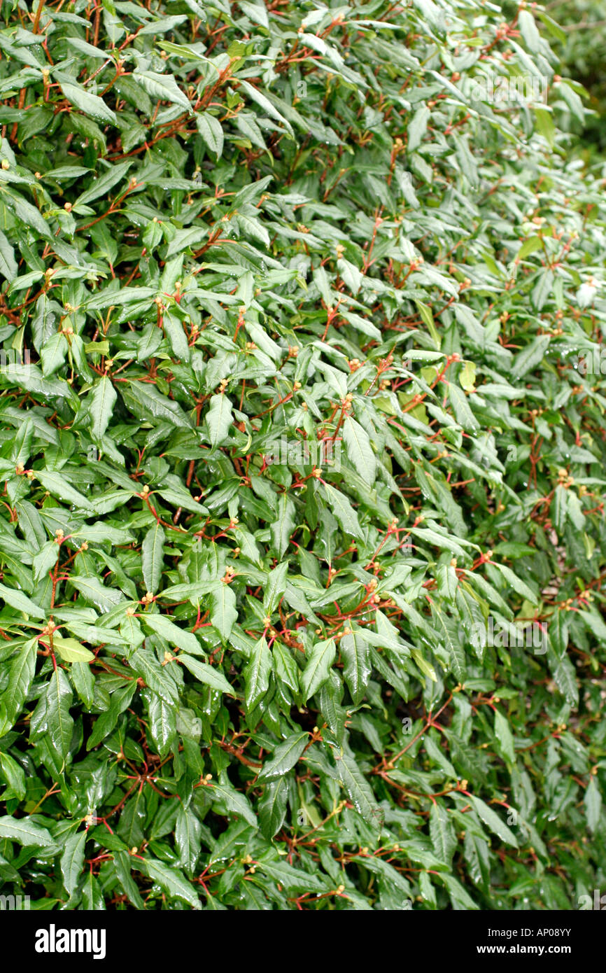 VIBURNUM X GLOBOSUM JERMYNS GLOBE Stockfoto