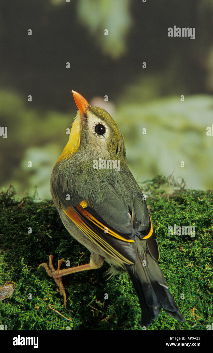 Pekin Robin (Leiothrix Lutea) auf bemoosten Log. Stockfoto