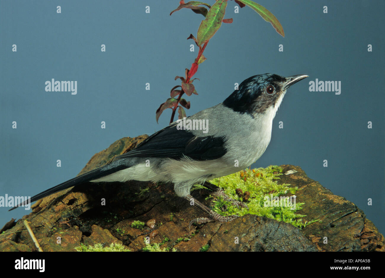 Black-headed Sibia (Malacias Desgodinsi) schwarz-eared Sibia, White-brillentragende Sibia (Robinsoni) Stockfoto